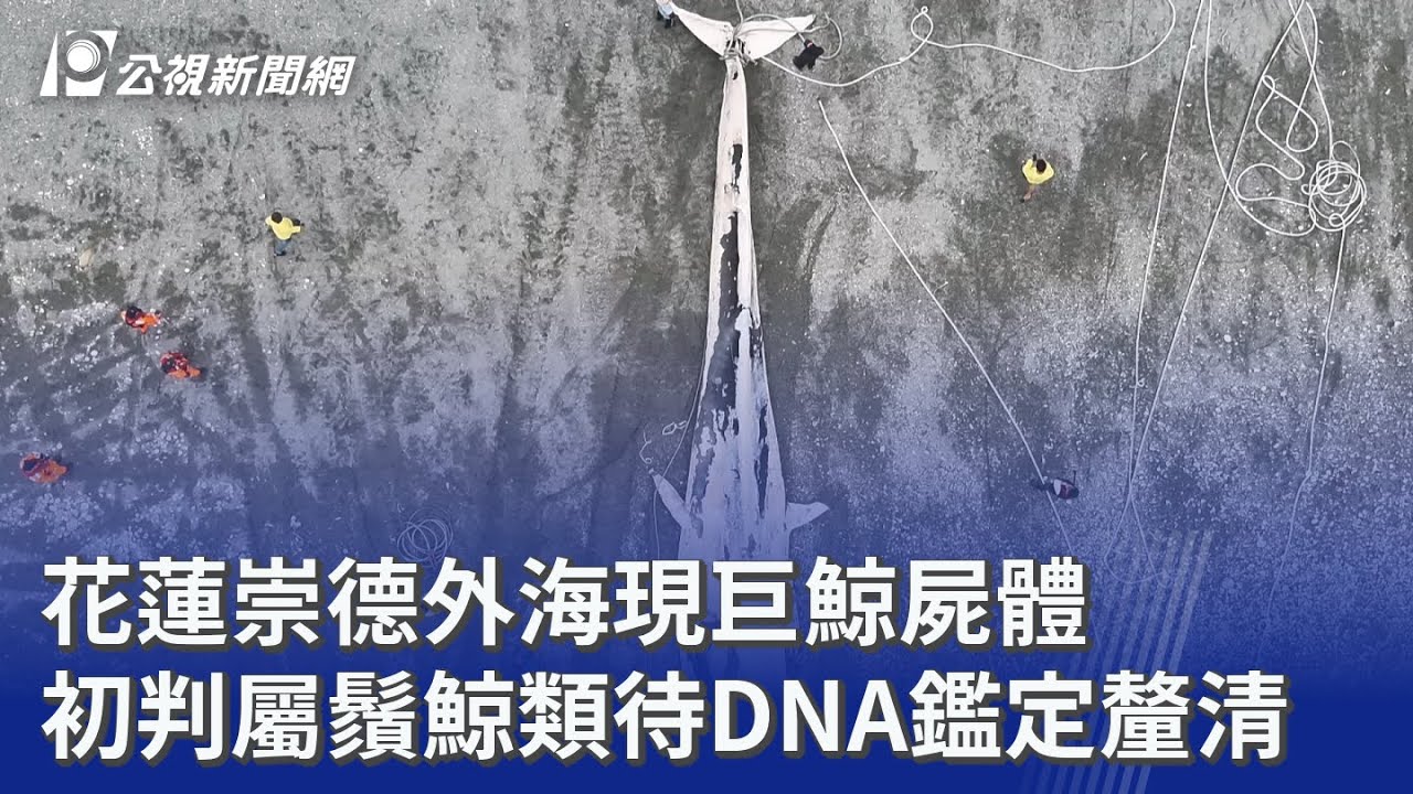 花蓮崇德外海現巨鯨屍體 初判屬鬚鯨類待DNA鑑定釐清｜20260304 公視晚間新聞