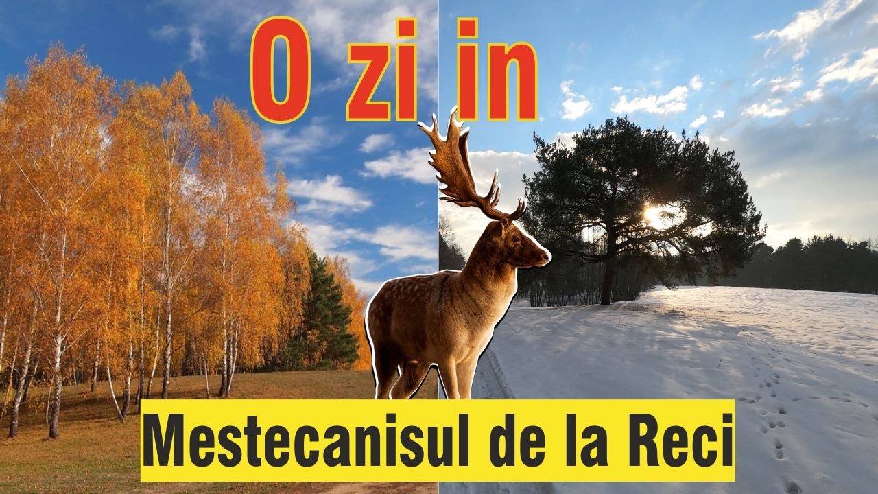 Mestecanisul de la Reci | Romania Nestiuta - Drumetie la Mestecanisul de la Reci din Judetul Covasna
