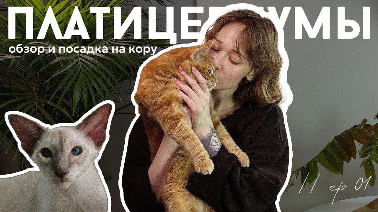 платицериумы из Таиланда — обзор и посадка на кору // ep.01