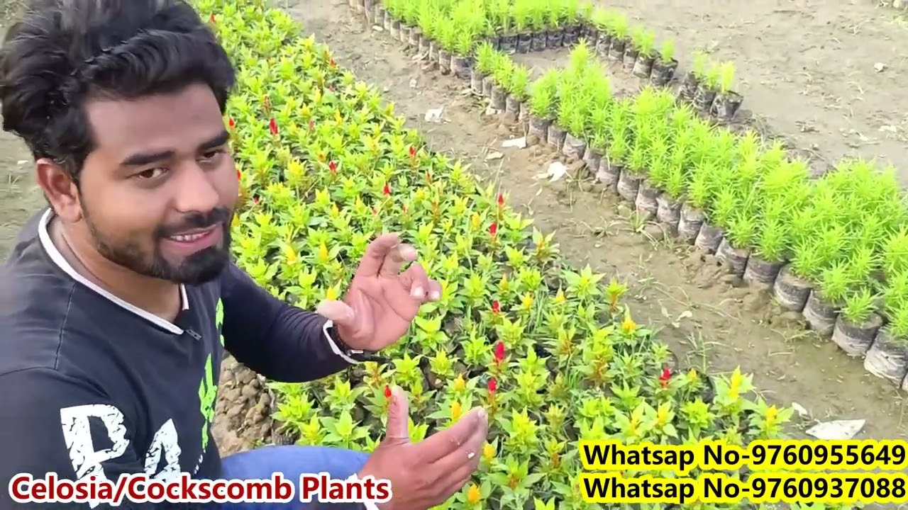 सिगनल प्लांट्स की सबसे बड़ी नर्सरी भारत की #Signal plants ki whole sale nursery gajraula #Bignursery