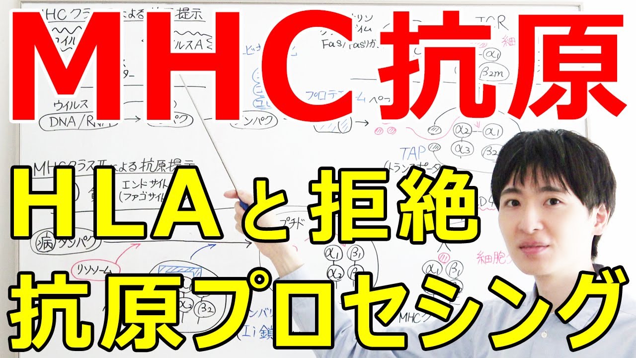 【大学・薬学部の免疫学】MHCの構造と拒絶反応の成立、抗原提示までの抗原ペプチドのプロセッシング【ジェイズ/J'z Channel】