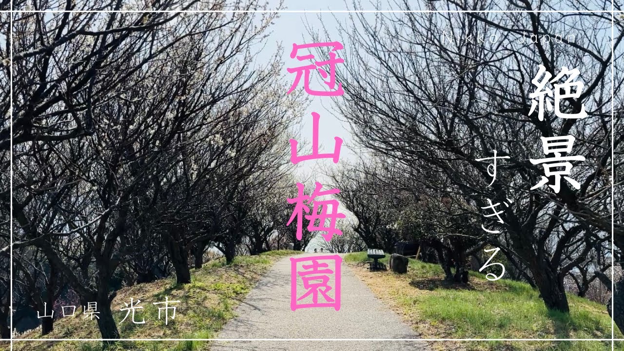 【光市ツアー】瀬戸内海を望む梅の名所・冠山梅園