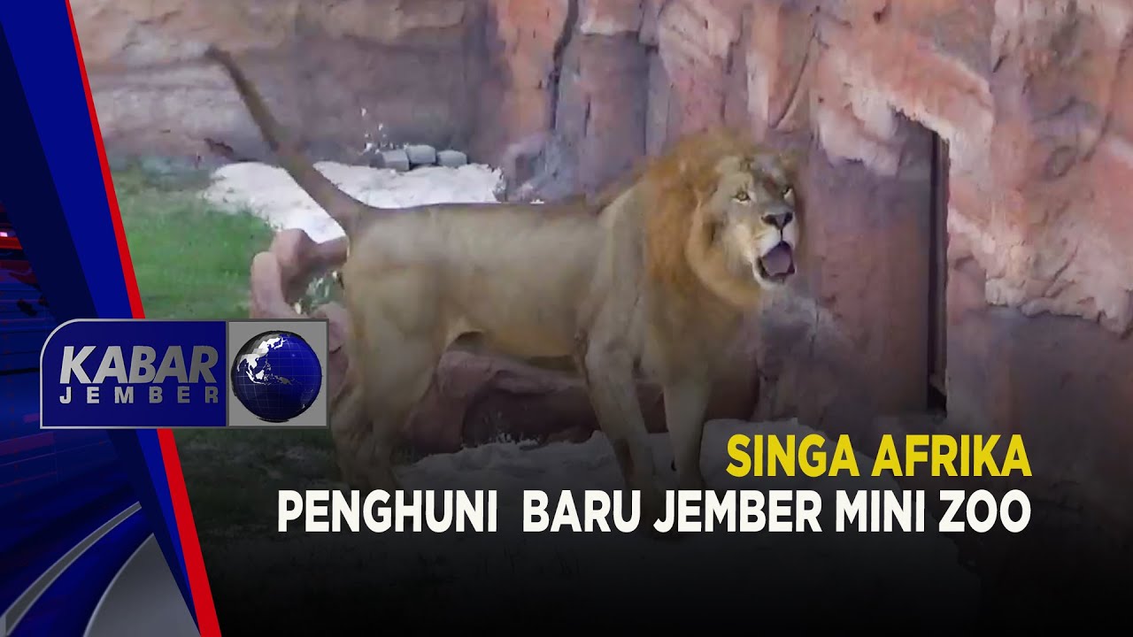 Singa Afrika Penghuni Baru Jember Mini Zoo | KABAR JEMBER