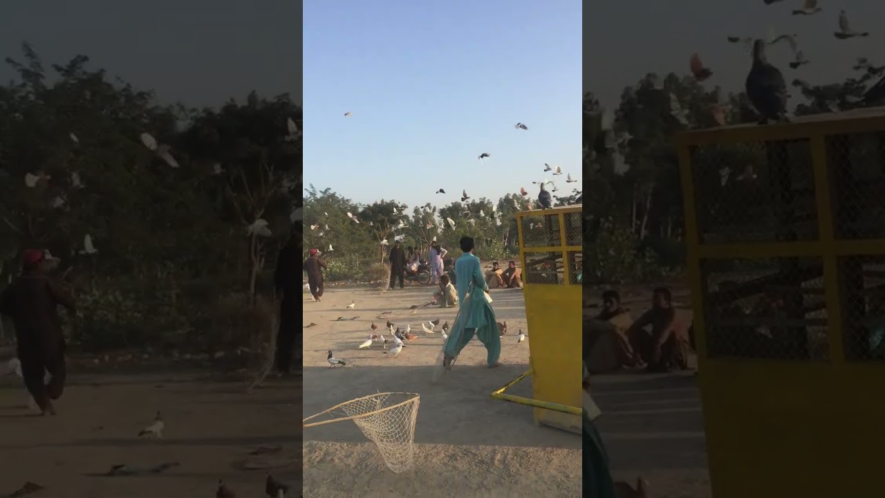 kabootar kara in village #shorts