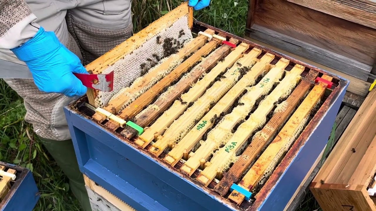 Meridian Beekeepers&rsquo; Apiary meeting, 29 July 2023