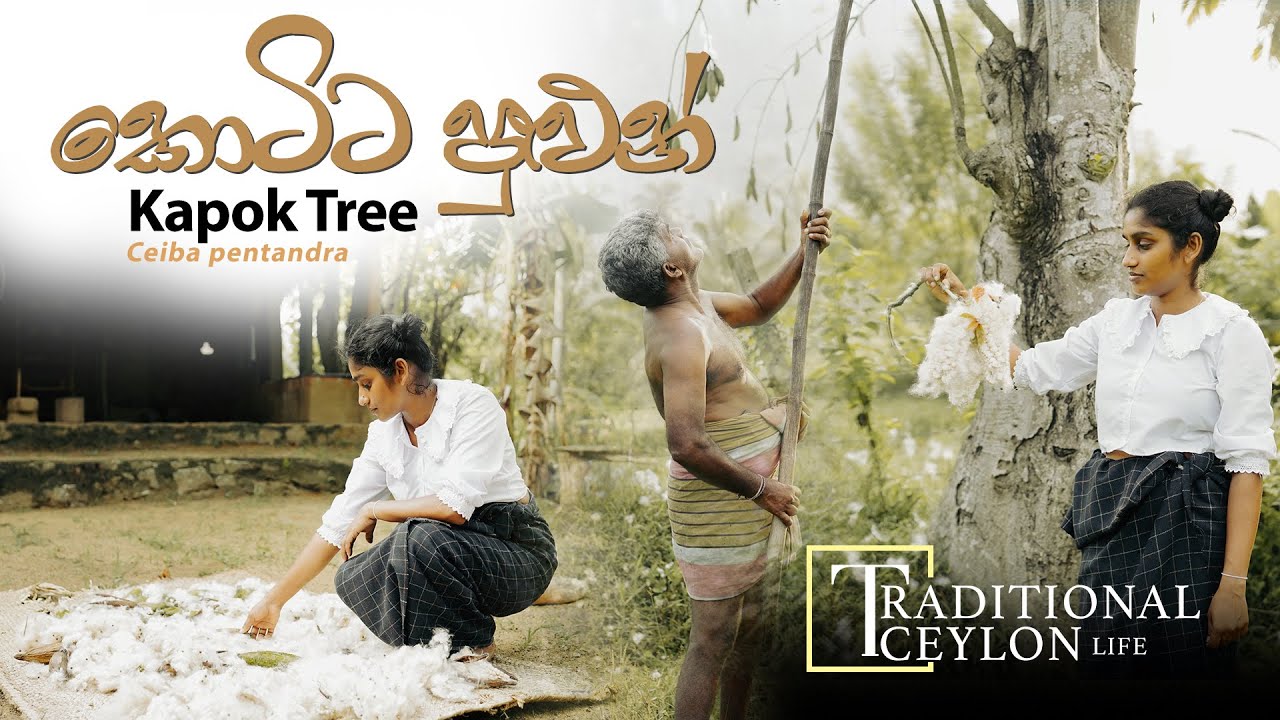 Pillow / Kapok tree / කොට්ට පුළුන් / Ceiba pentandra