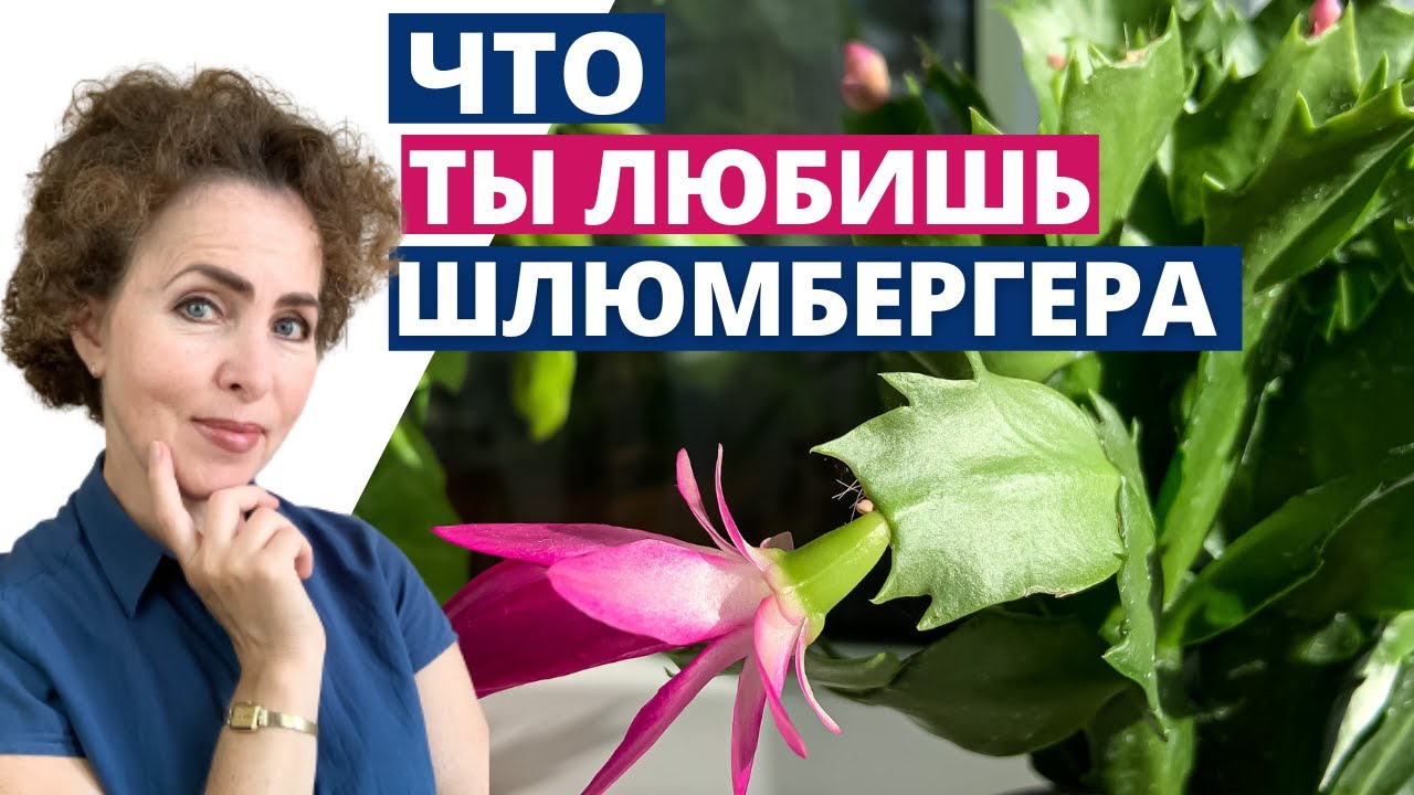 ДЕКАБРИСТ: Тонкости и Секреты Ухода
