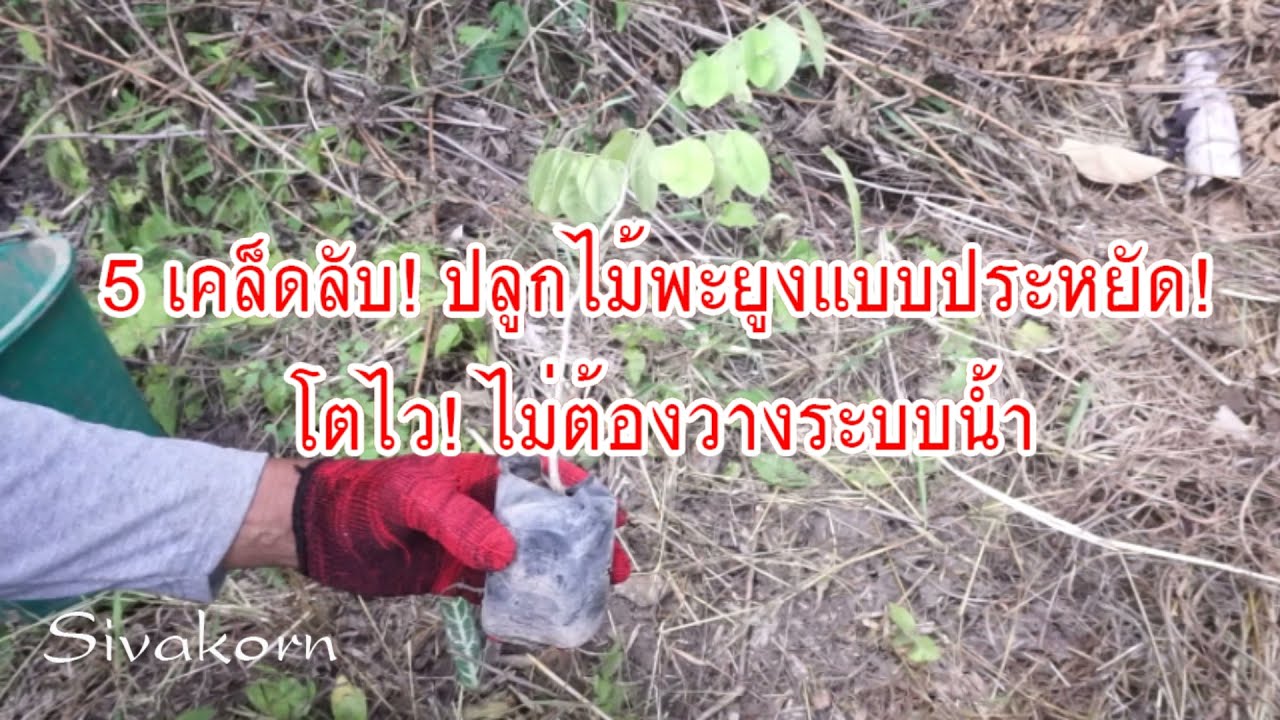 5 เคล็ดลับ! ปลูกไม้พะยูงให้โตไว! แถมยังประหยัด! และไม่ต้องรดน้ำบ่อยหรือไม่ต้องวางระบบน้ำ