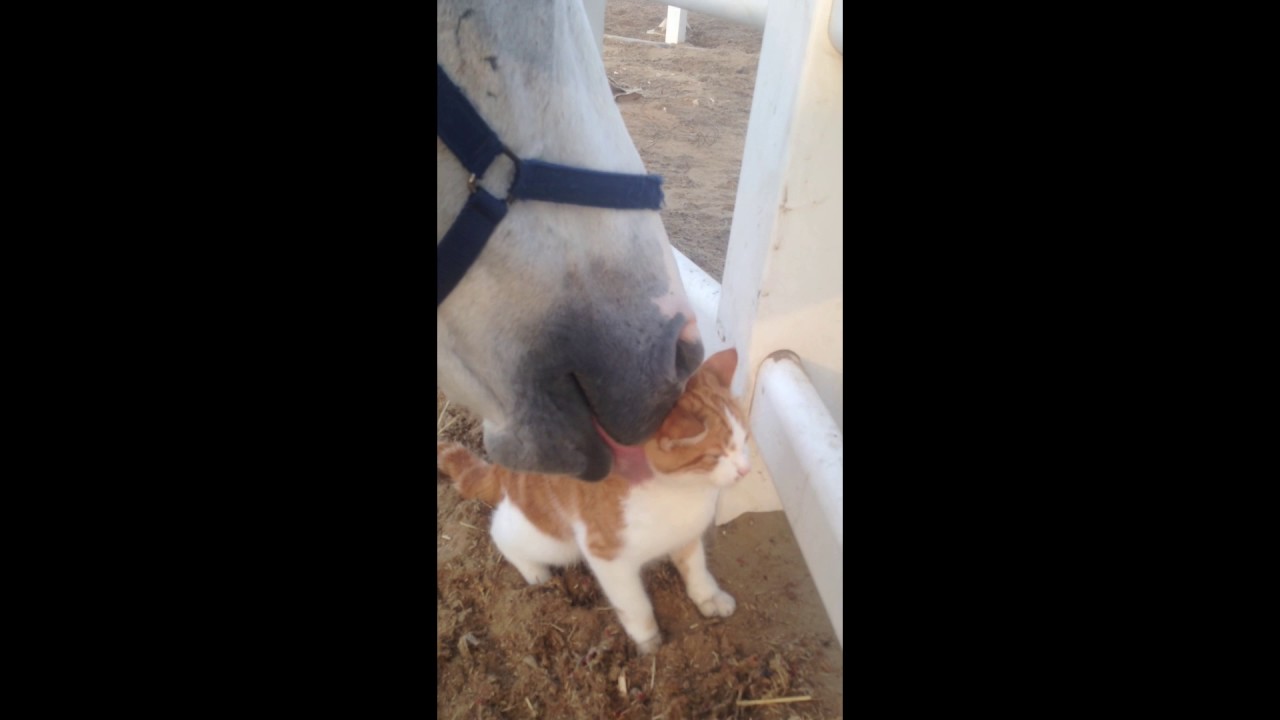 Galucci Grooming His Cat