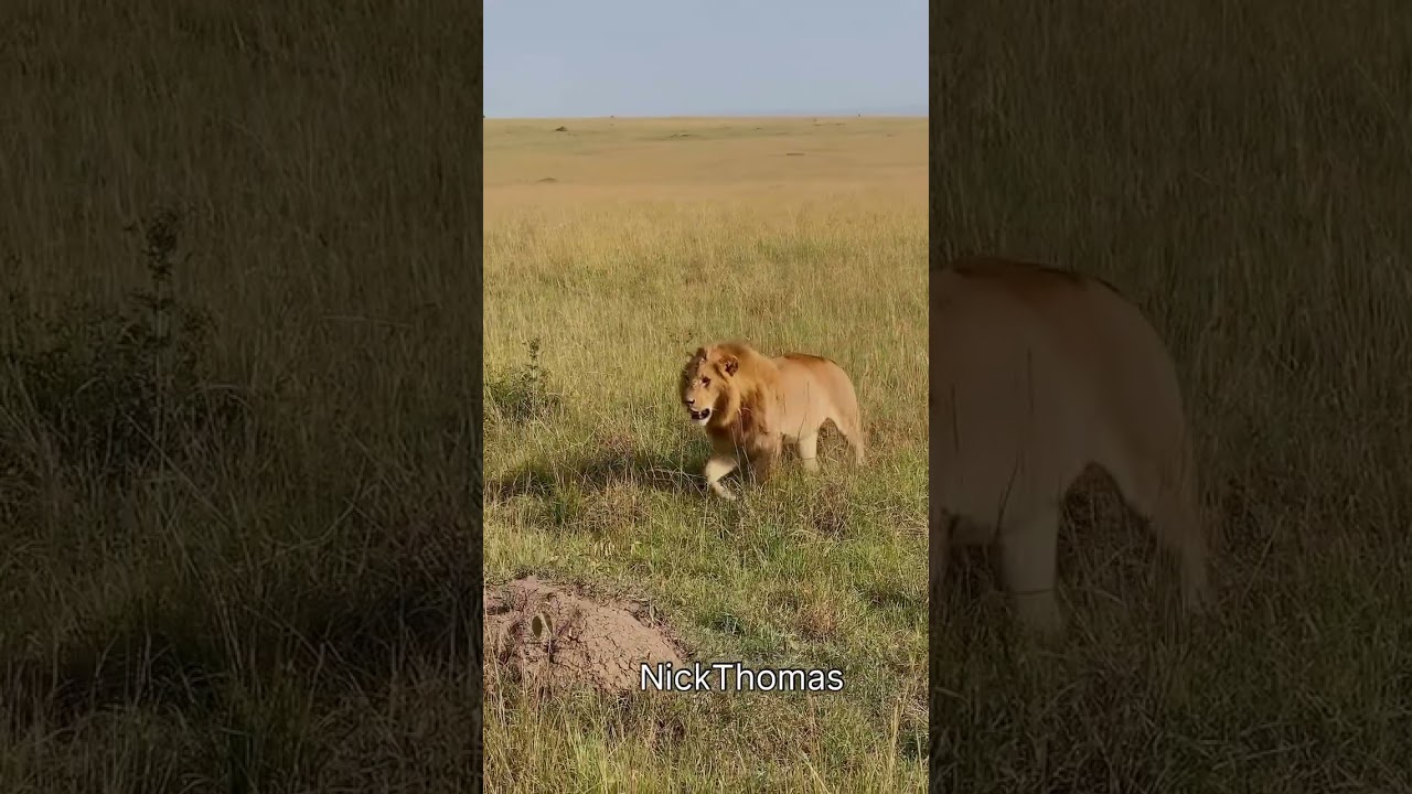 Kidongo'e y los dem&aacute;s Rockers cerca de Orkirikoi esta ma&ntilde;ana📍Masai Mara 🇰🇪 📷 nickthomas4650
