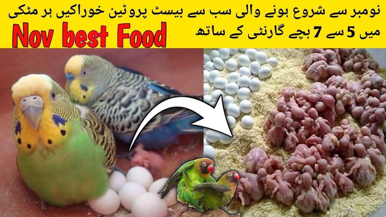 Best High Protein Breeding Food For Budgies Cockatiel Love Birds And Also For All Types Parrots#bird