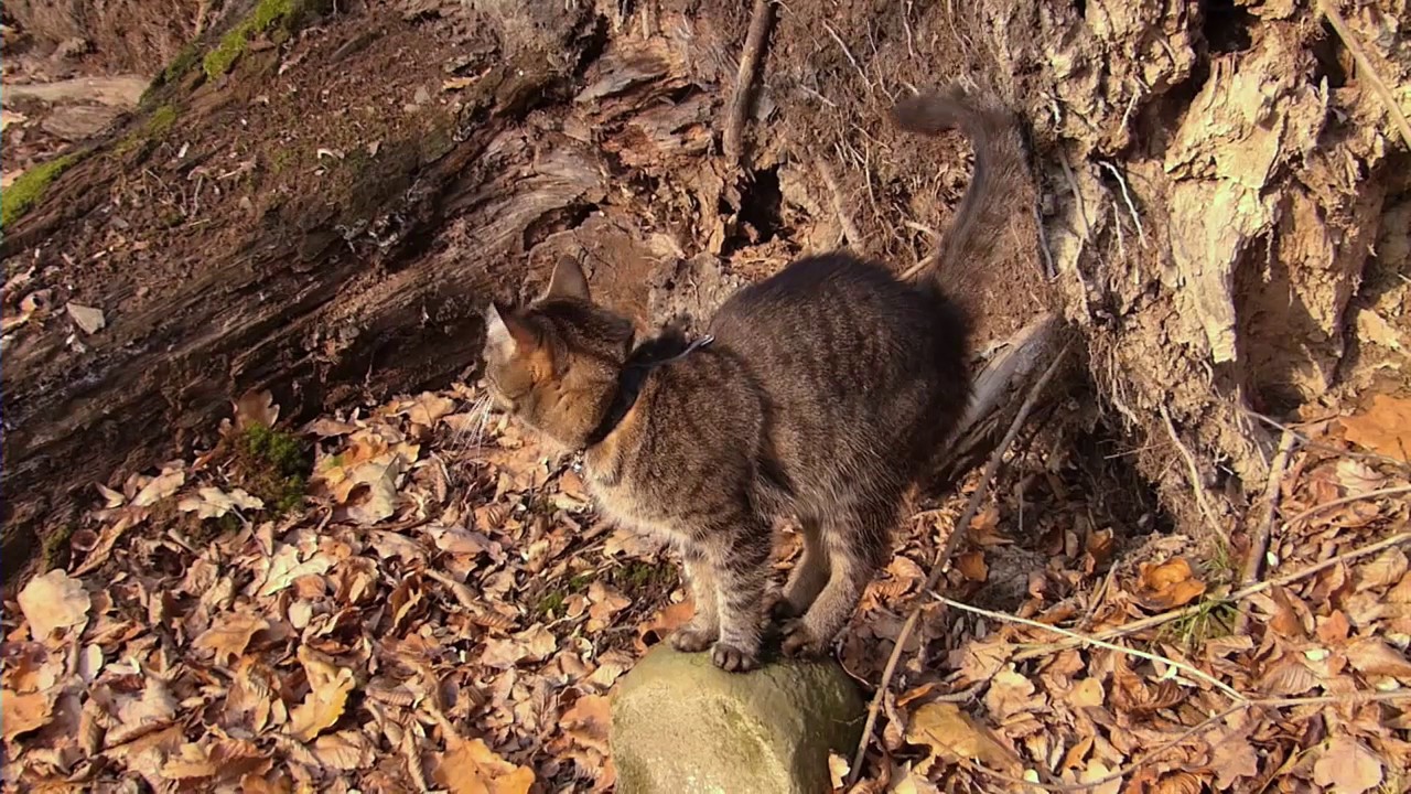 Značkování teritoria / Marking territory