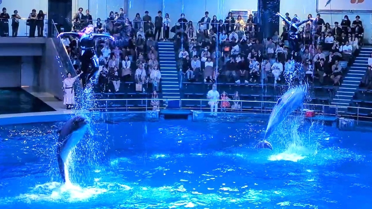 マクセル アクアパーク品川 2025初夏 イルカショー 昼 雨ver「NAKED FLOWER AQUARIUM」ドルフィンパフォーマンス デイver「Dolphin Weather Live！」H