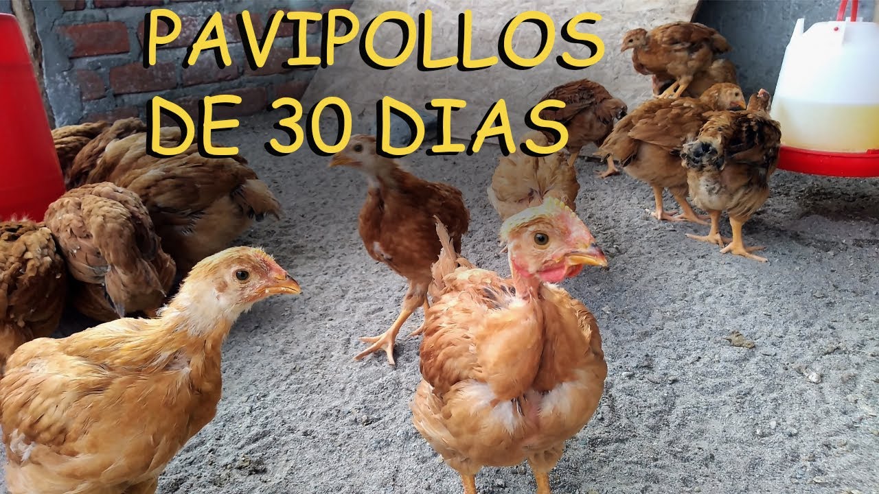 PAVIPOLLOS DE 30 DIAS pollos criollos mejorados AVES DE CORRAL