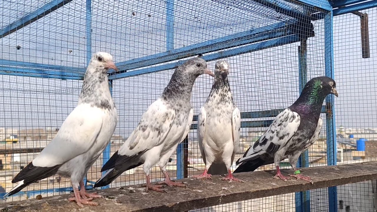 Cross Home breed baby pigeons Top Quality. 31 January 2026