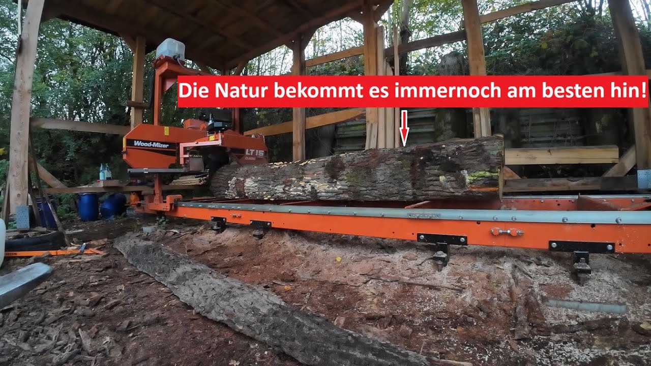 Dieser Käfer erzeugt eine unglaubliche Maserung in dieser Eiche!