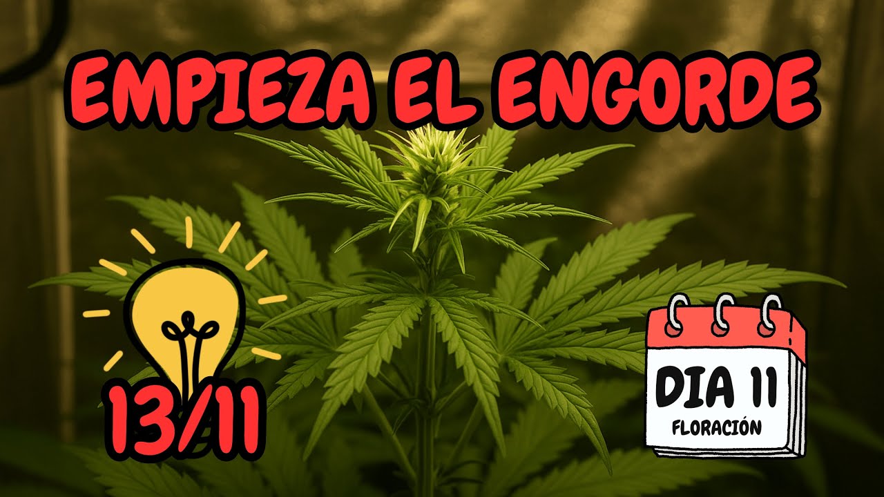🍁 EMPIEZAN A ENGORDAR Y ESTIRAR MUCHO - FOTOPERIODO 13/11🍁 | NUEVO MARS HYDRO FC-E6500