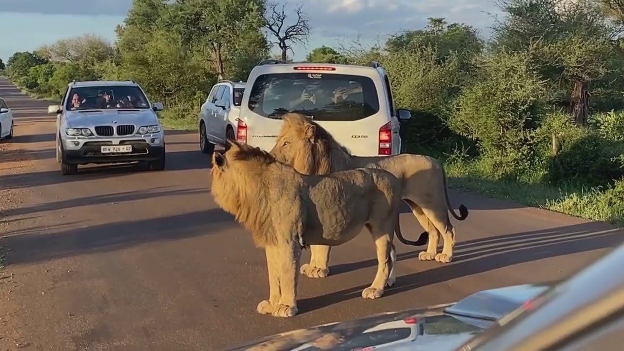 When Lions Decide To Block The Road You have To Accept OR ...
