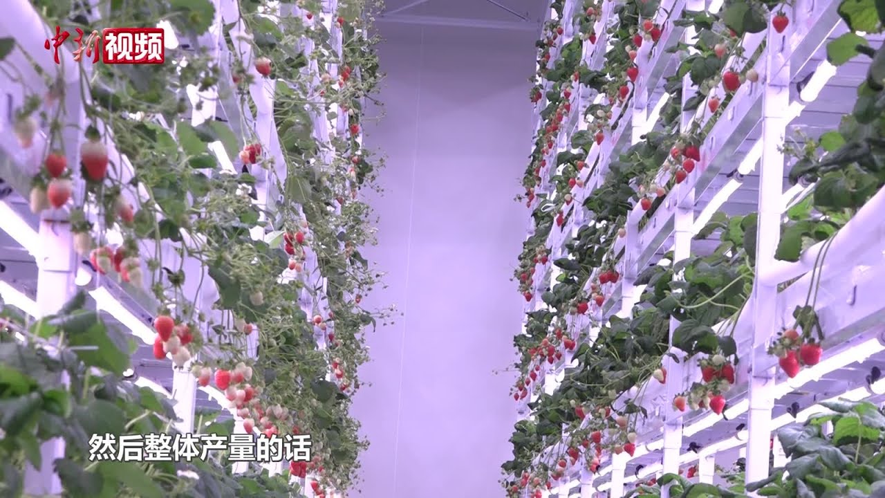 解锁全年“草莓自由” 探访中国西南最大智慧立体草莓工厂