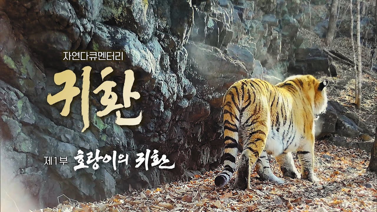 🐅 Return | Border-crossing Water Deer and the Tiger | 2023 EBS Nature Documentary
