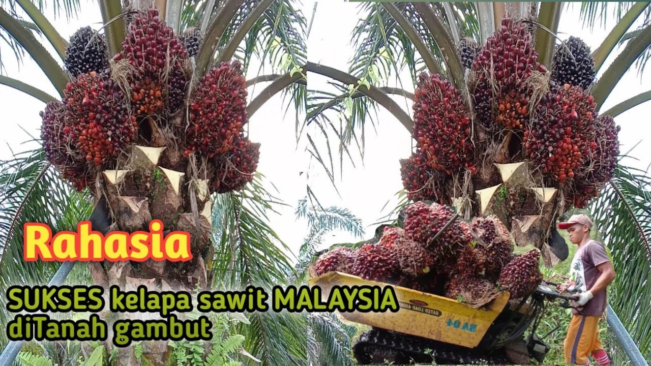 RAHASIA sukses kelapa sawit||malaysia ditanah gambut