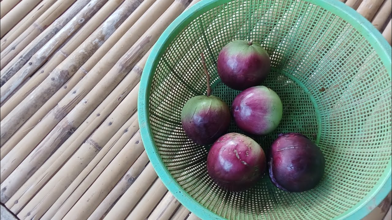 ผลไม้ที่หากินยากมากตามท้องตลาดยังไม่มีขายครับผม