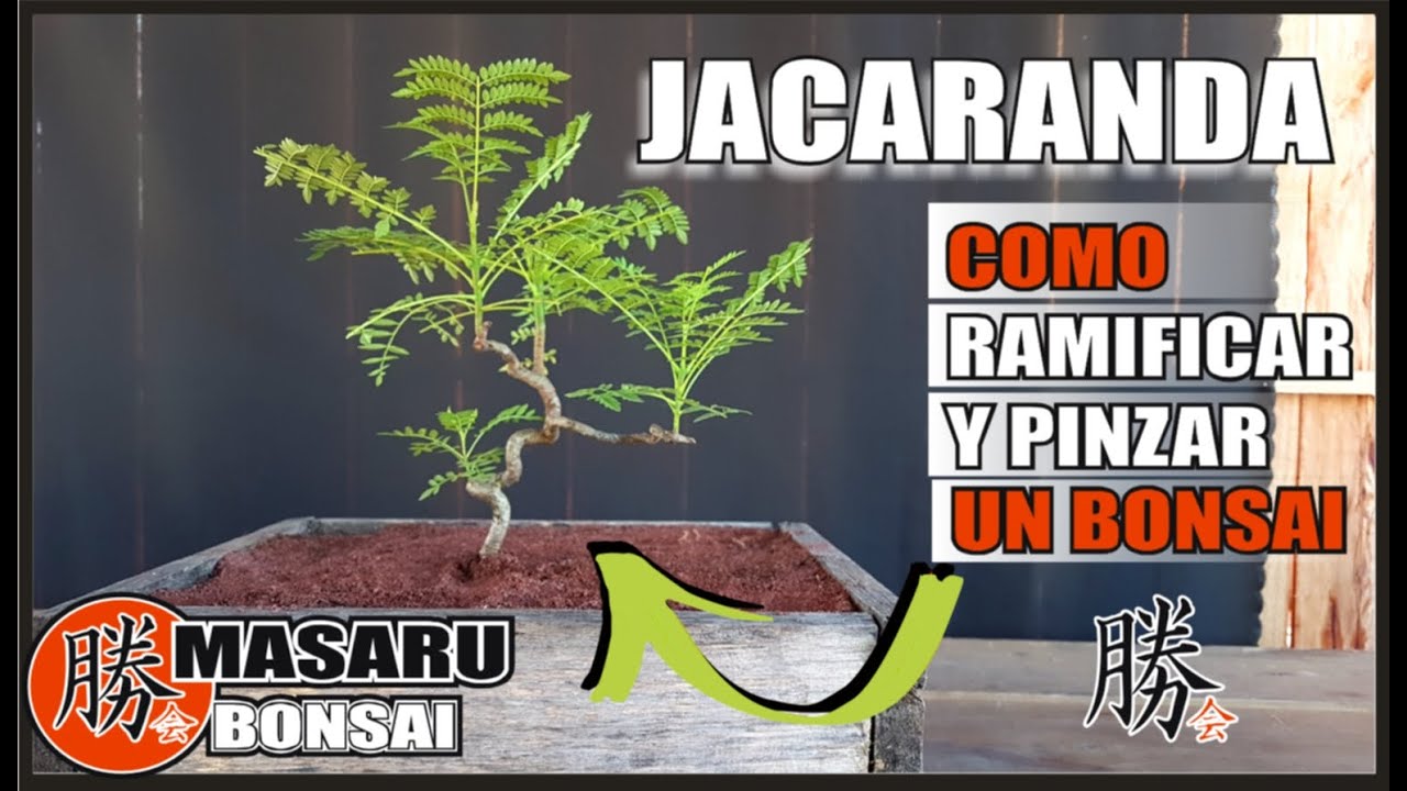 JACARANDÁ BONSAI DE HOJA COMPUESTA✔ RAMIFICACION PODA Y MAS!!!!!