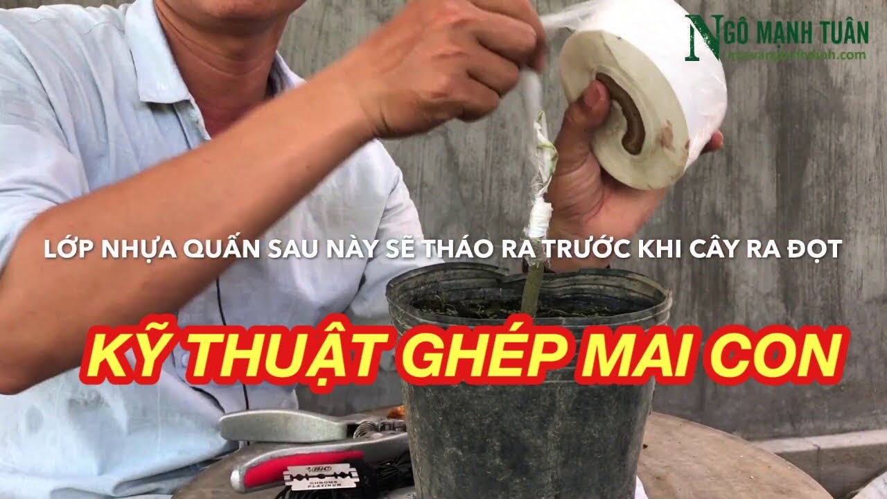 KỸ THUẬT GHÉP MAI CON ĐÚNG CÁCH  - CHĂM SÓC SAU GHÉP