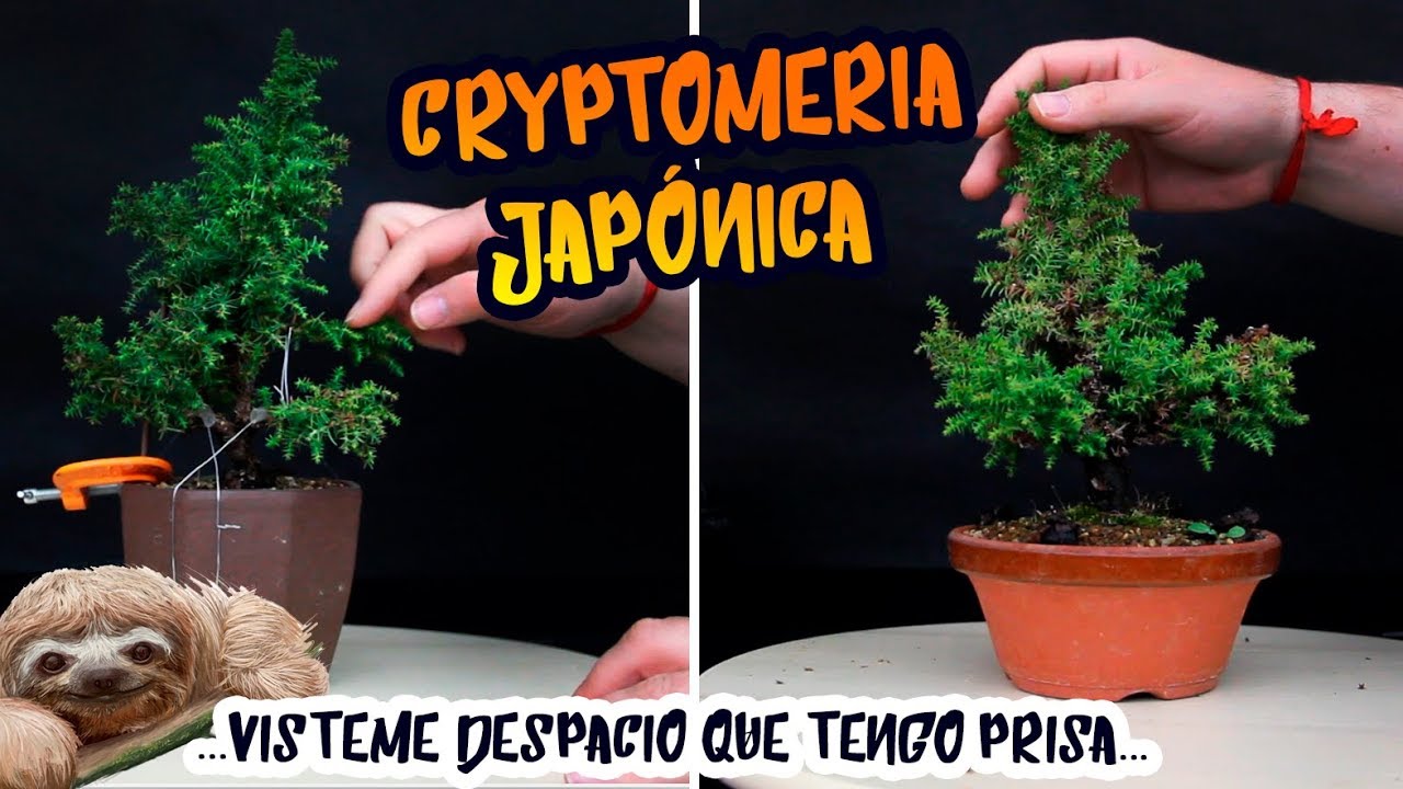CEDRO JAPONÉS: De seto a BONSAI a la velocidad del perezoso