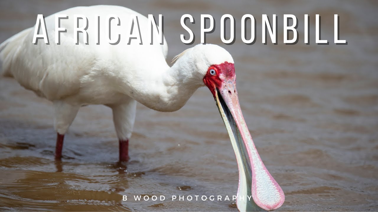 African Spoonbill (Platalea alba) | 7 Interesting Facts  🥄💸