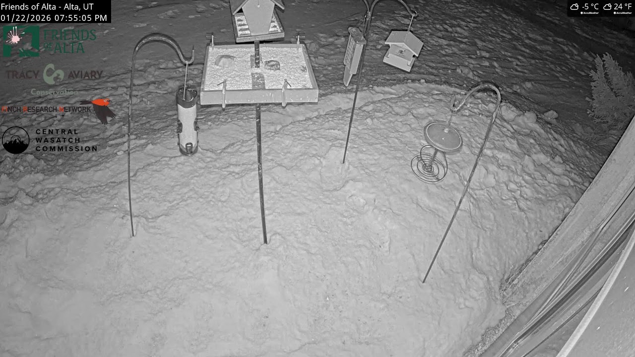 2026-01-22 - Day - Friends of Alta - Alta, UT - Live Stream Bird Feeder Cam (FiRN)