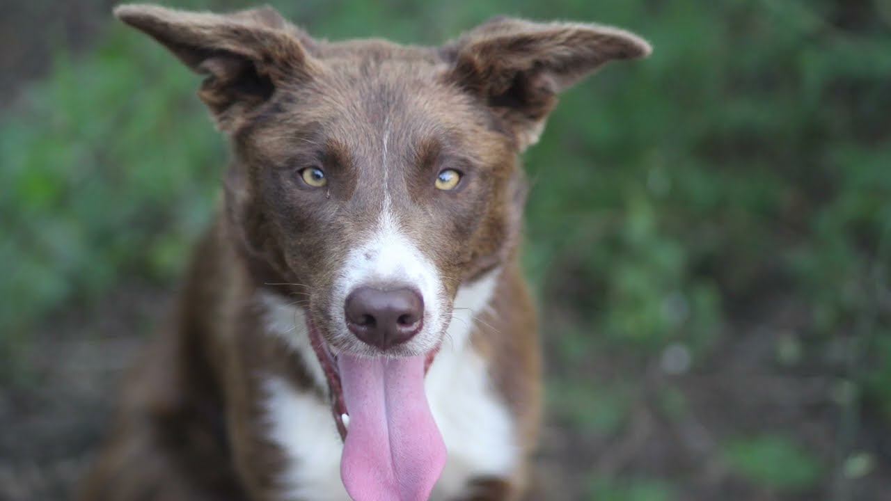 Sawyer 15 months old - Agility training