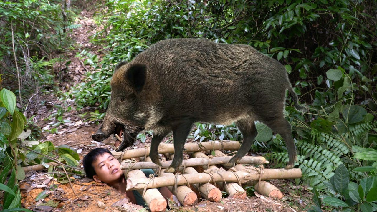 Wild boar traces, how to set appropriate wild boar traps, catch palm worms, survival alone