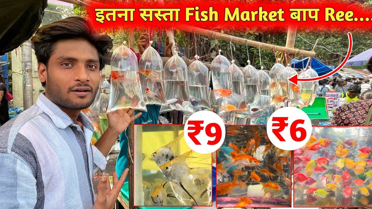 Cheapest Aquarium Fish Market | Galiff Street Fish Market in Kolkata | Famous Fish Market in India