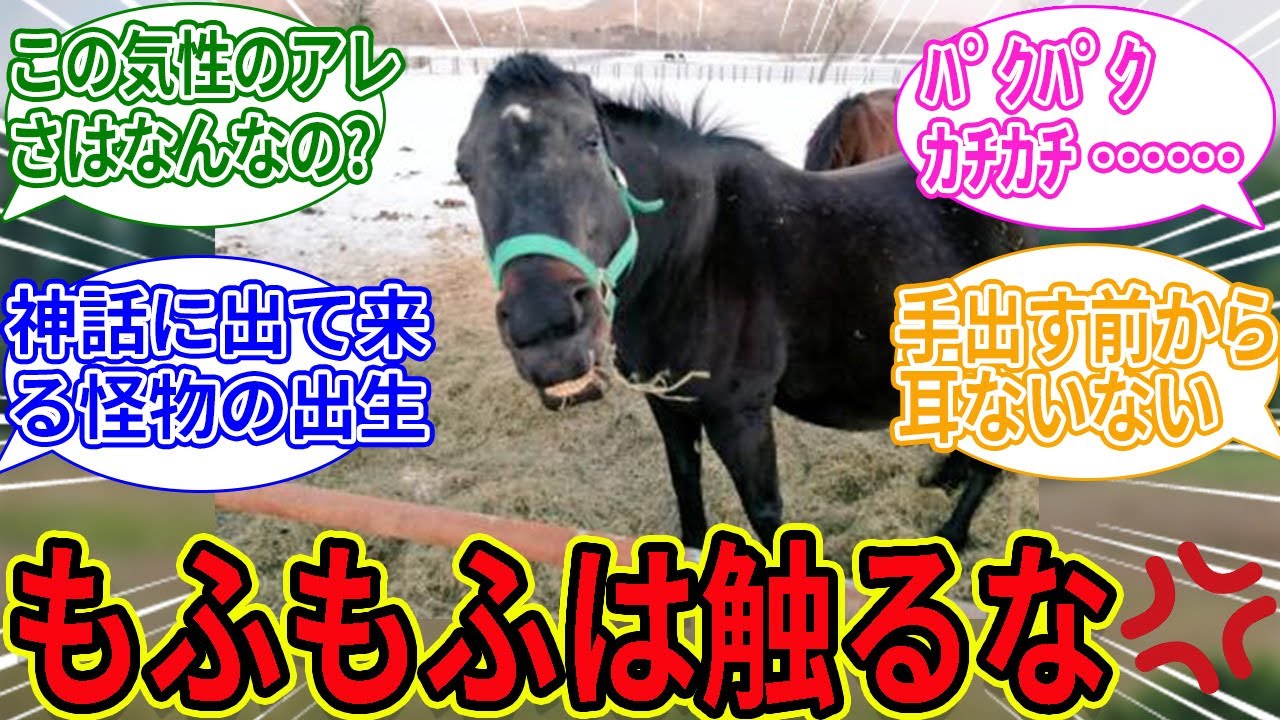 【親分報】クーヴェルチュールは今日も耳がないwwwに対するみんなの反応集【競馬の反応集】