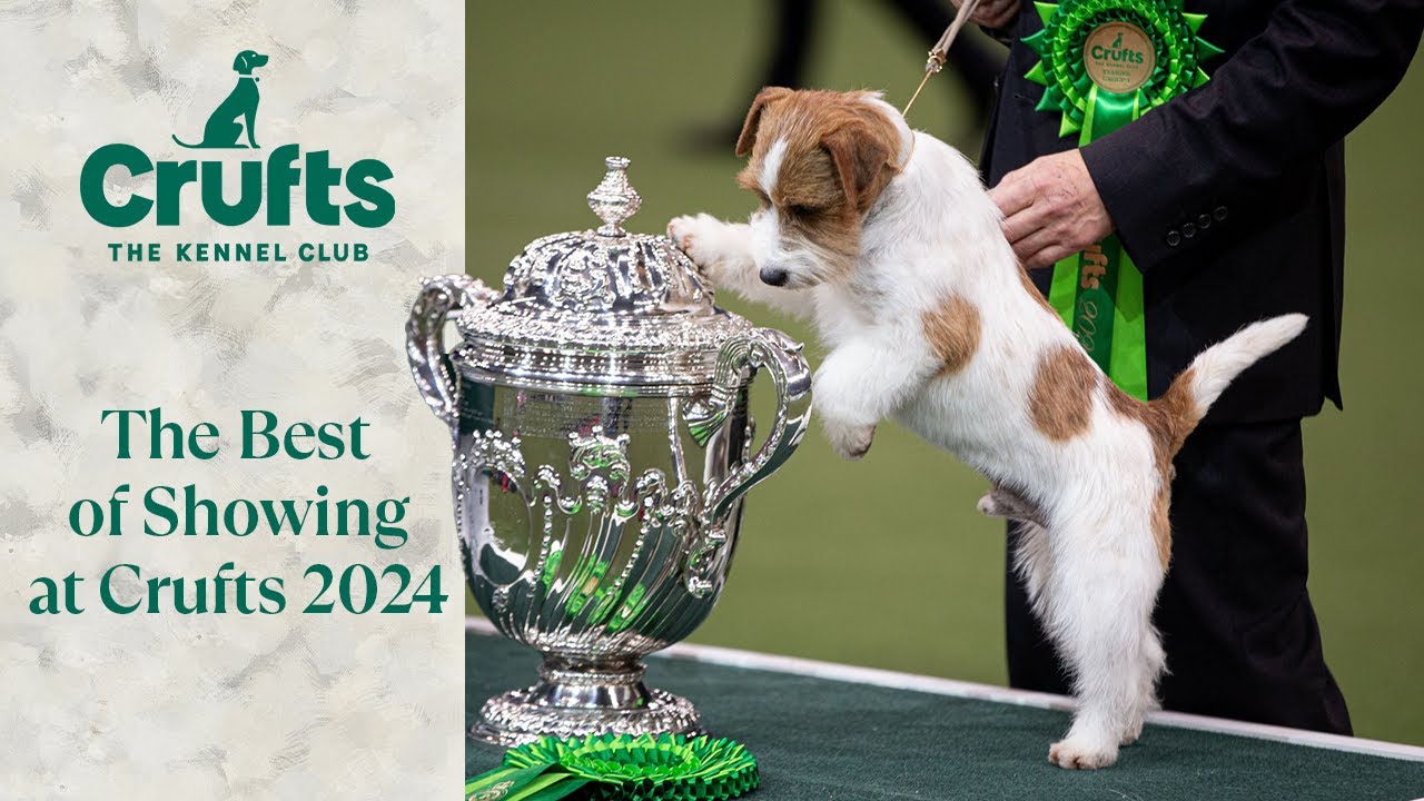 ЛУЧШЕЕ из представленного на выставке | Crufts 2024