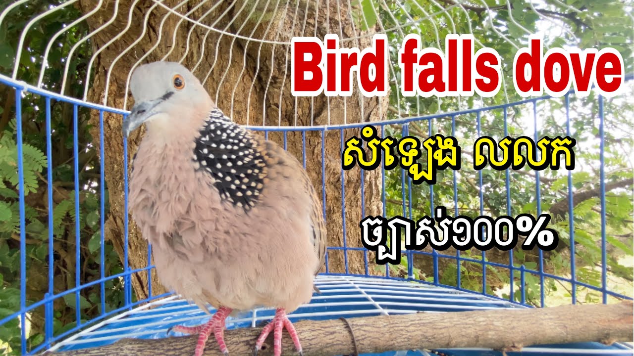 Bird falls, dove លលកធ្នាក់