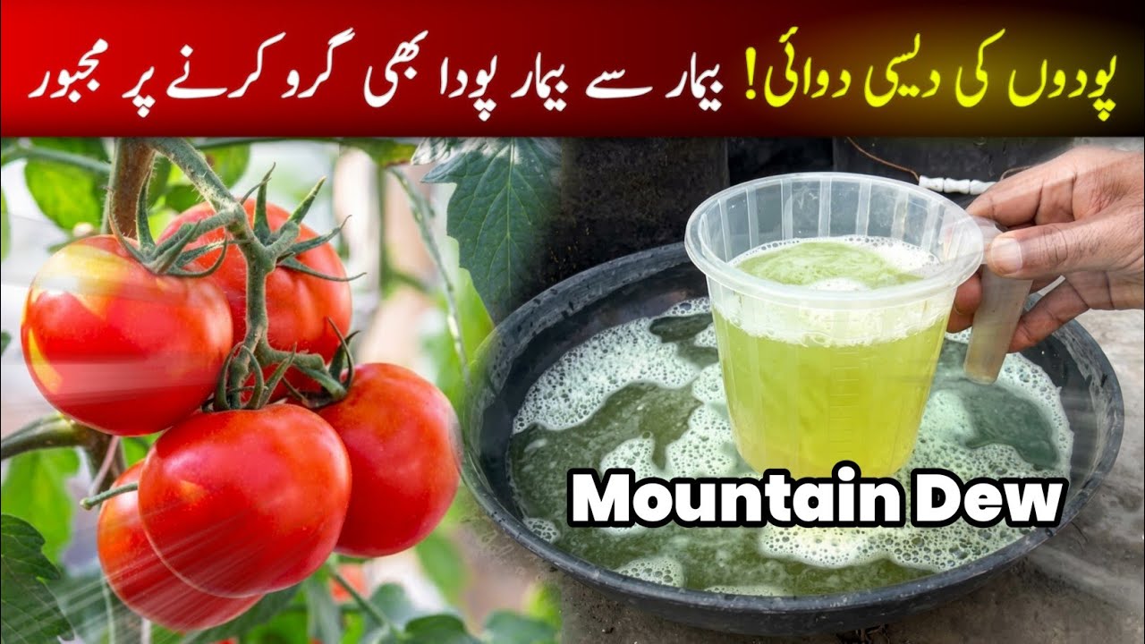 Homemade organic liquid fertilizer|desi khad banane ka tarika