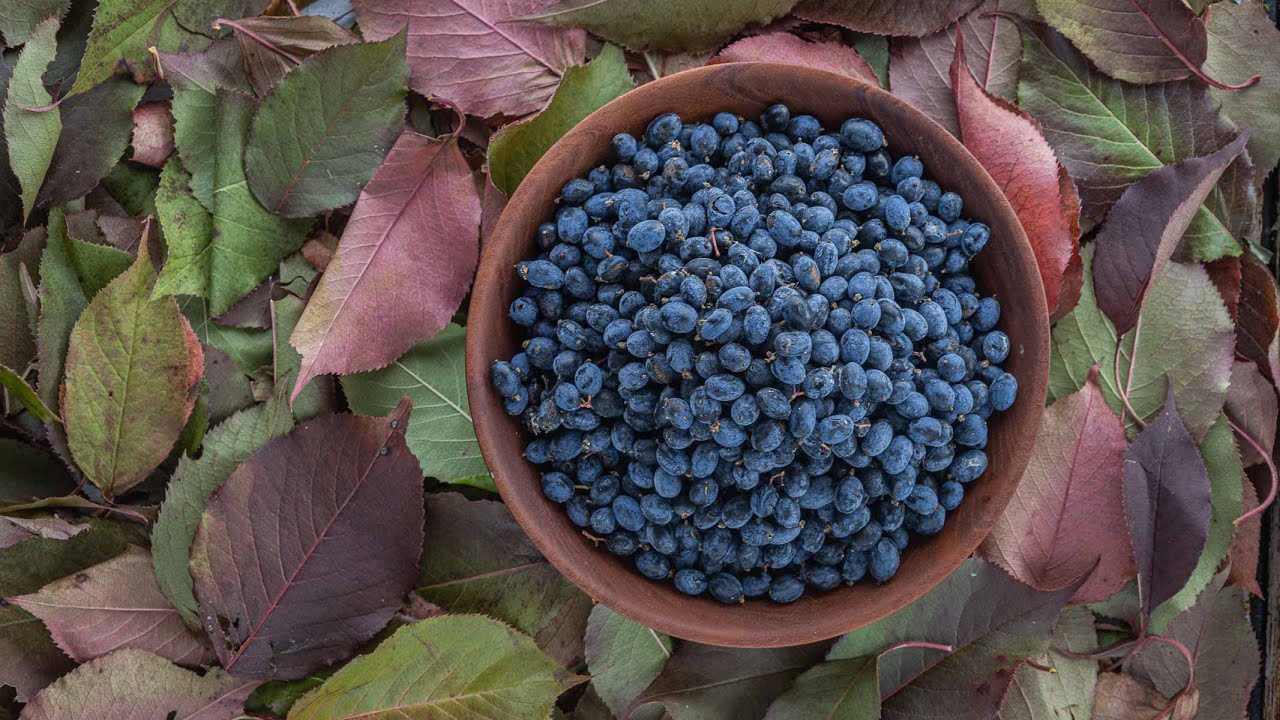 Сбор и приготовление пищи с использованием ягод калины (Viburnum lentago)