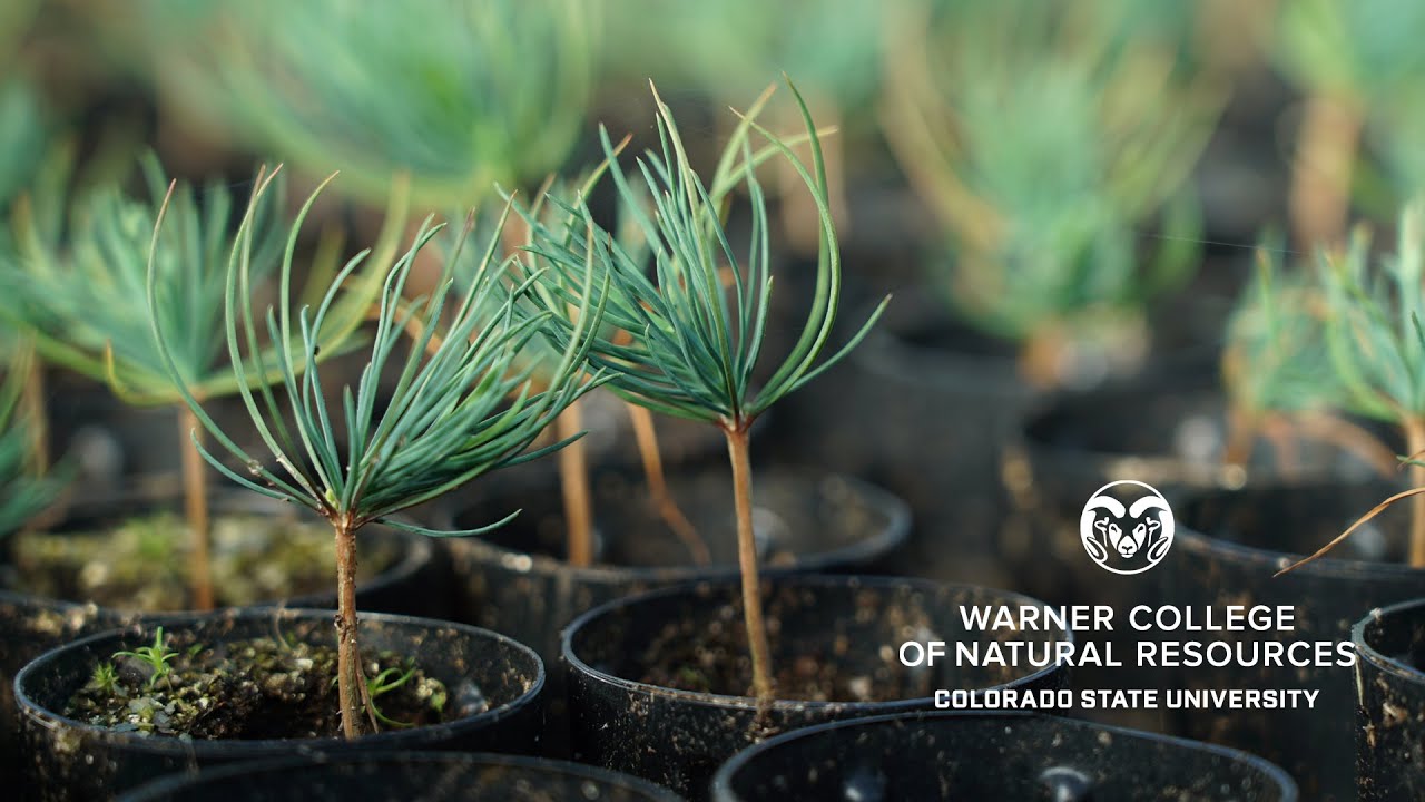 Restoring Colorado’s Forests: Tree Seedlings at Colorado State Forest Service Nursery