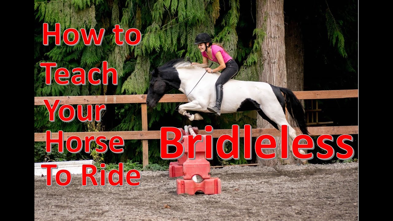 How to Teach Your Horse to Ride TACKLESS