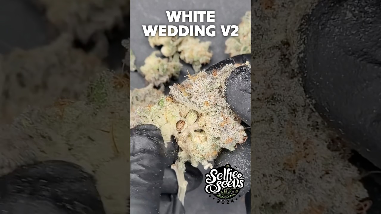 SEEDED BUD is BAD QUALITY?!?!!