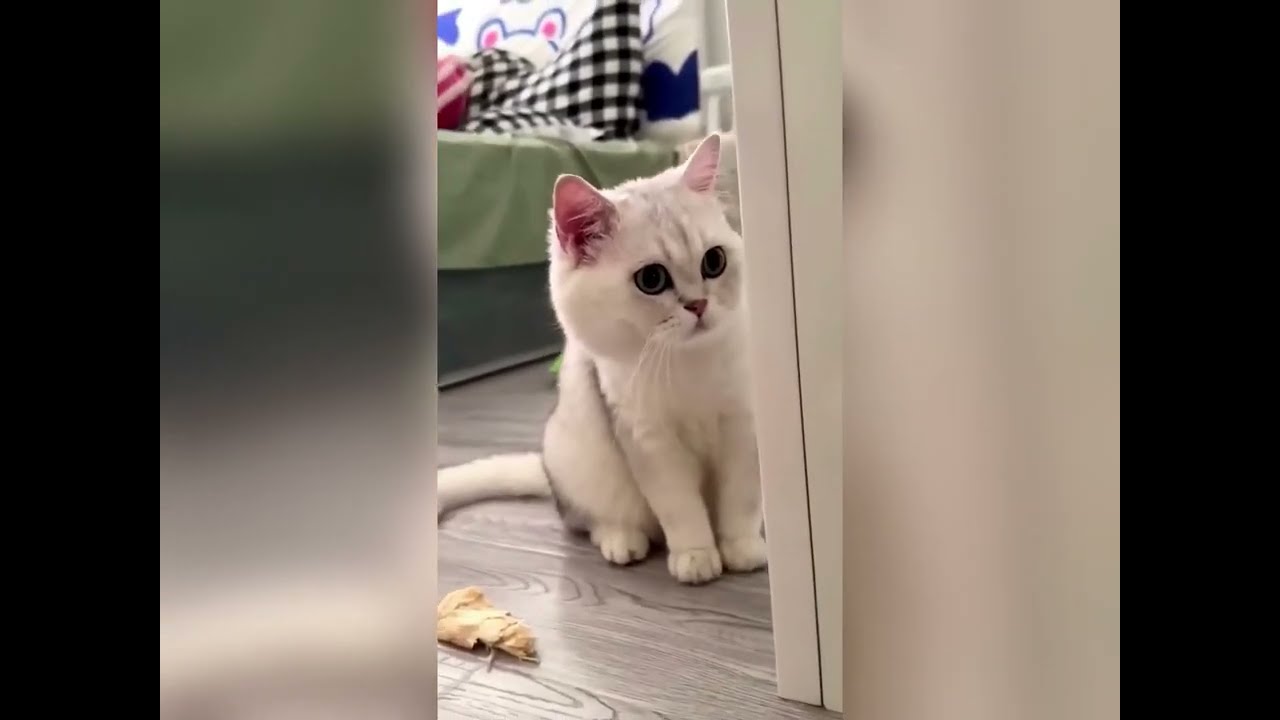 Ленивый хозяин и ленивый кот спят 😹 Забавная подборка видео с котами | Милые и понятные #видеоско...