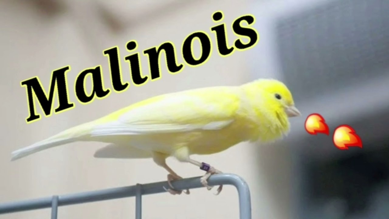 أروع تغريد طائر كناري مالينوا للتسميع وتلقين الفراخ💯 chant de canari malinois