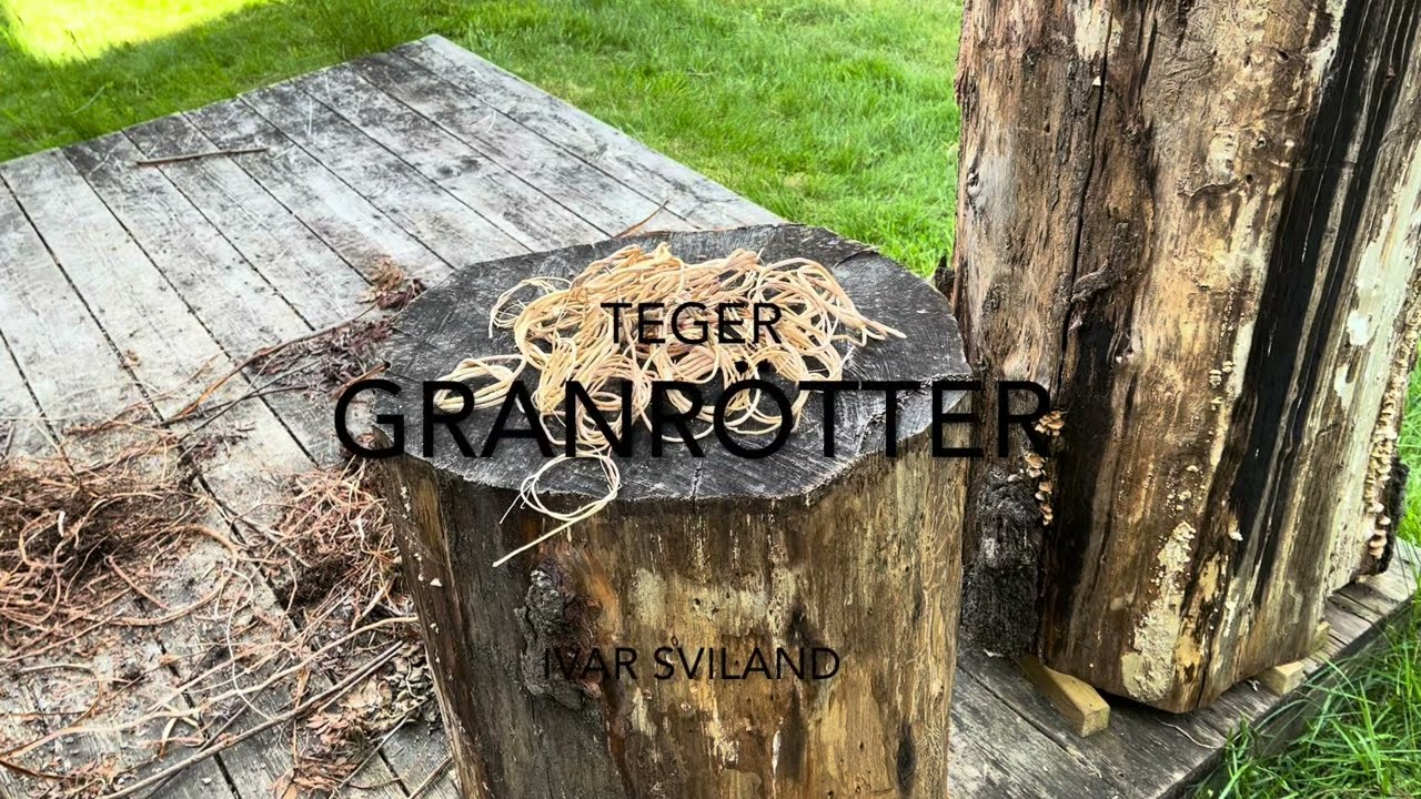 Teger,björkerötter, granrötter, spruce roots, rotslöyd