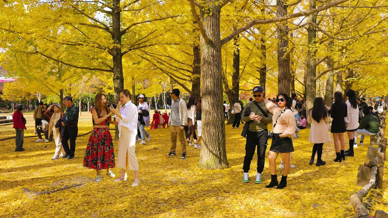 가을 단풍 절정인 남이섬, 엄청난 인파로 마비! 외국인들로 북적북적, 미우새 임원희, 안문숙, 양정아, 김승수의 남이섬, 가을단풍 절정 짚라인 뷰, 서울여행워커.