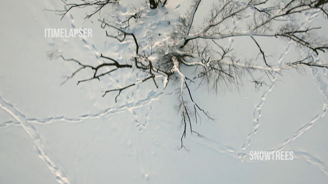 iTimeLapser   SnowTrees