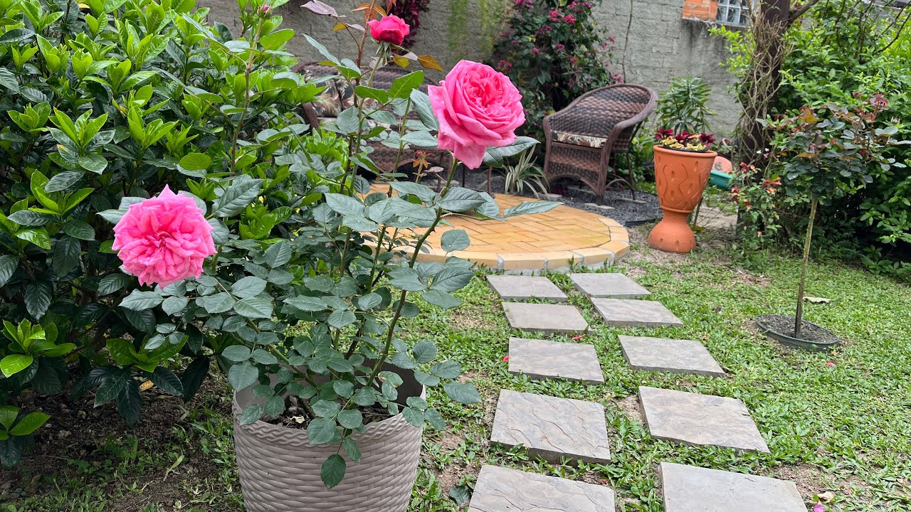 UM TOUR PELO MEU JARDIM DE ROSAS