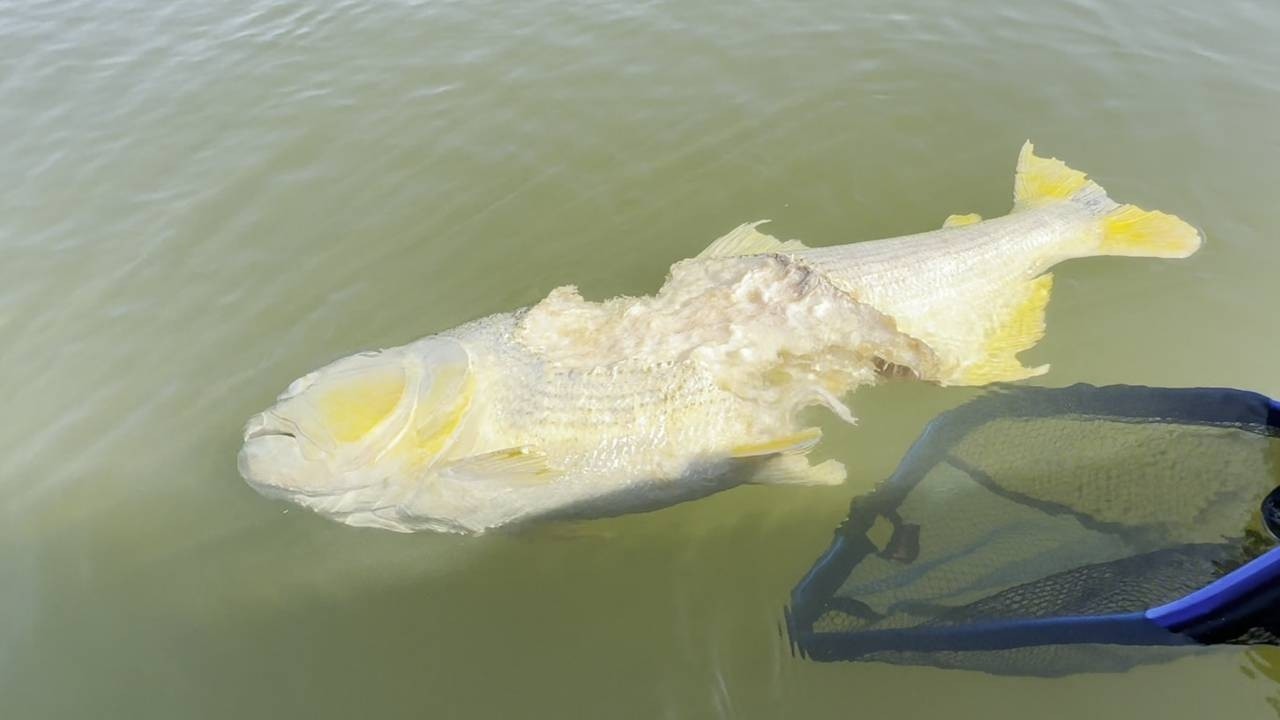 O que eu fiz nessa PESCARIA, faz toda a diferença para pescar MUITO PEIXE