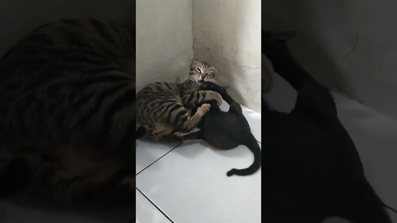 Macan vs Blekedet